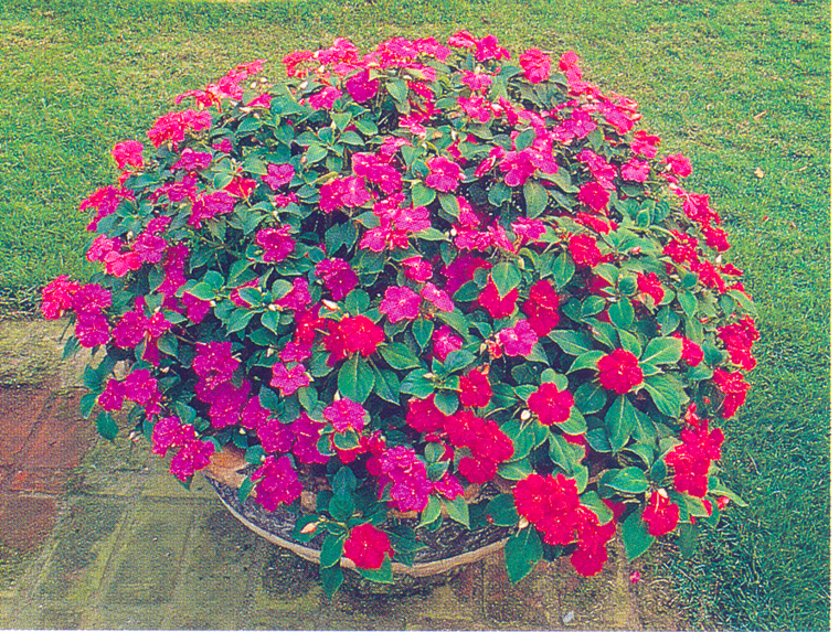 花池树池081