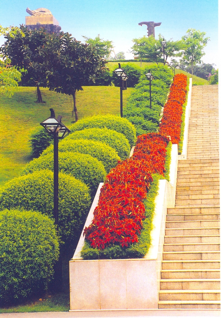 花池树池091
