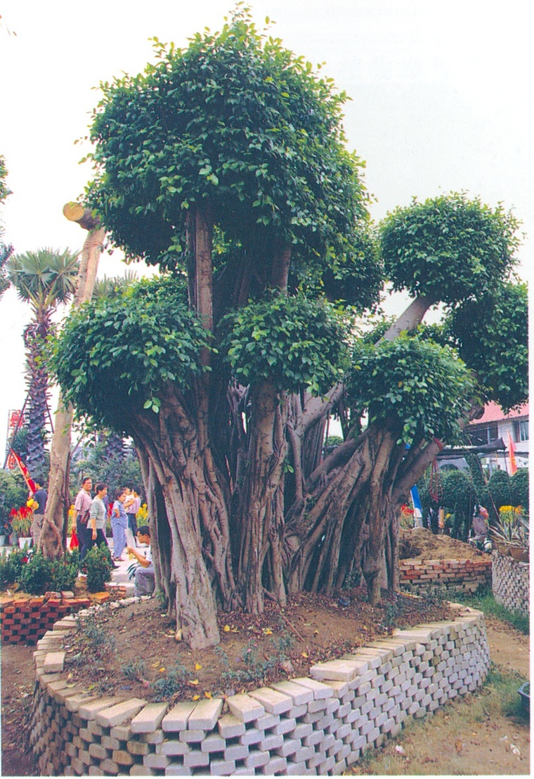 花池树池103