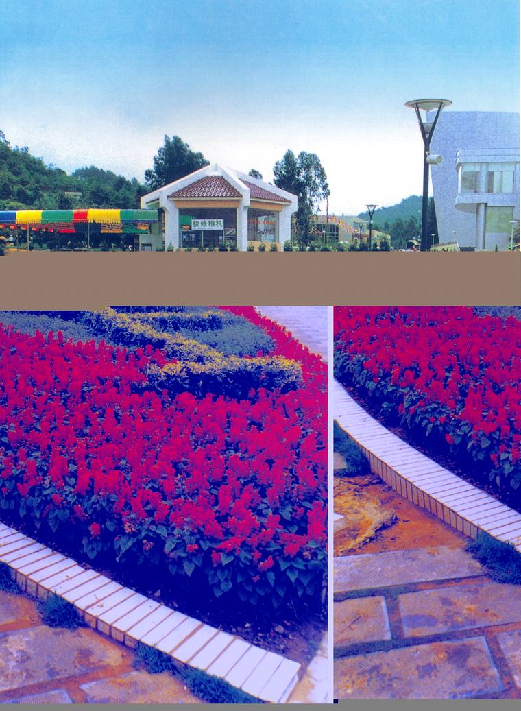花池树池104