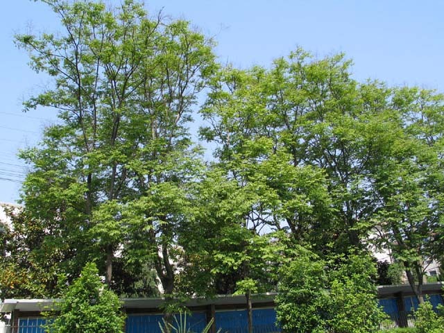 全缘栾树