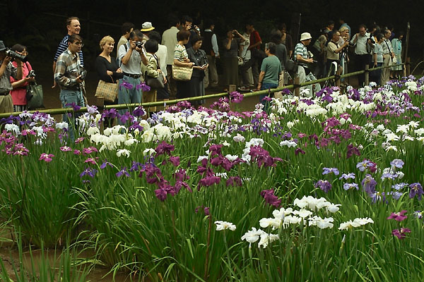 明治神殿园林(meiji shrine)