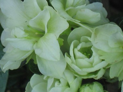 绿花杜鹃