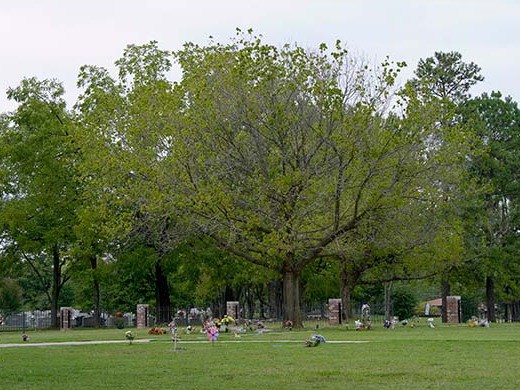 宠物美容店装修图片资料下载-Ridgecrest宠物墓园(Ridgecrest Pet Cemetery)