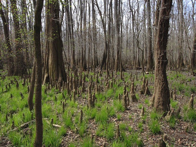 Congaree国家公园 (Congaree National Park)