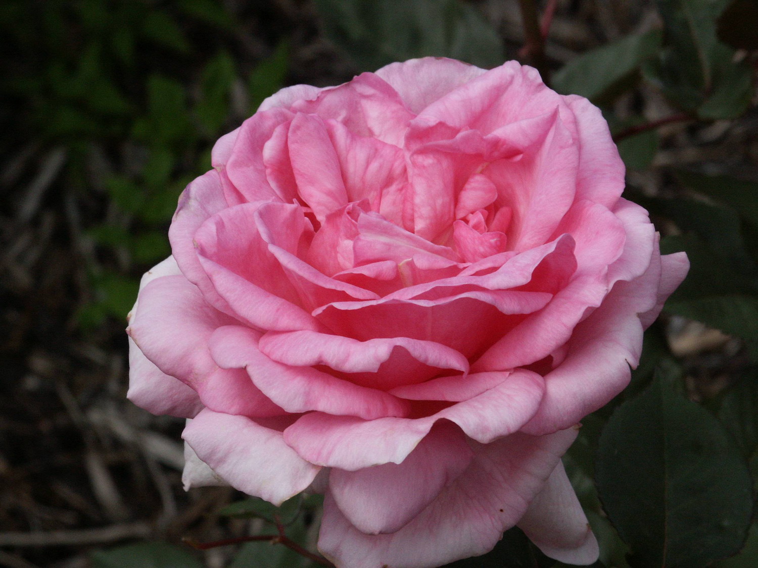 澳大利亚国立玫瑰园(national rose garden)