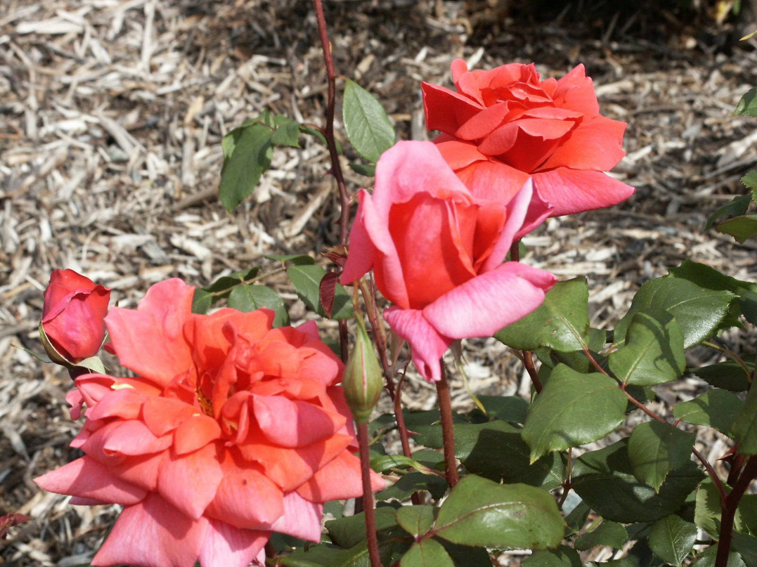 澳大利亚国立玫瑰园(national rose garden)