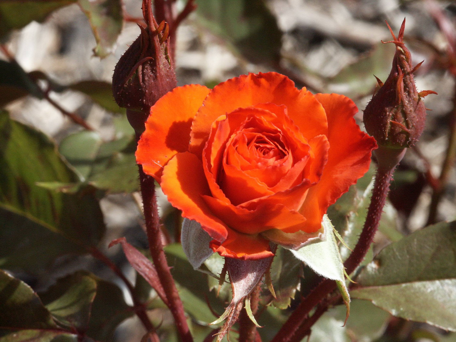 澳大利亚国立玫瑰园(national rose garden)