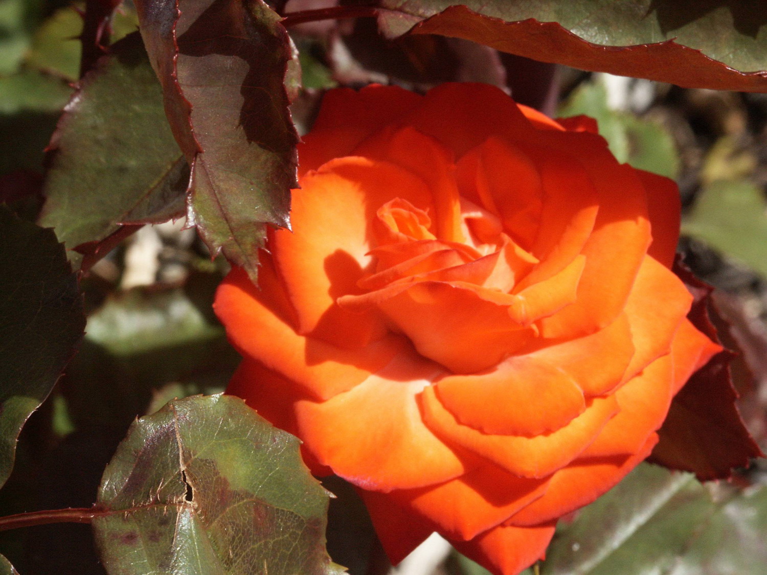 澳大利亚国立玫瑰园(national rose garden)