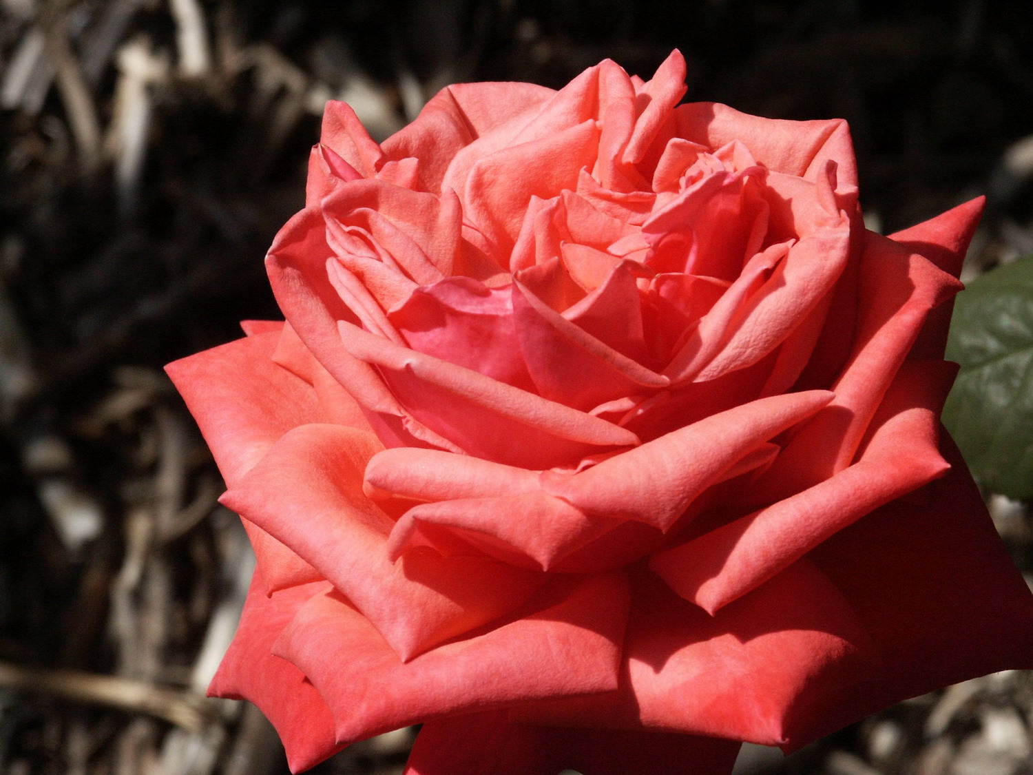 澳大利亚国立玫瑰园(national rose garden)