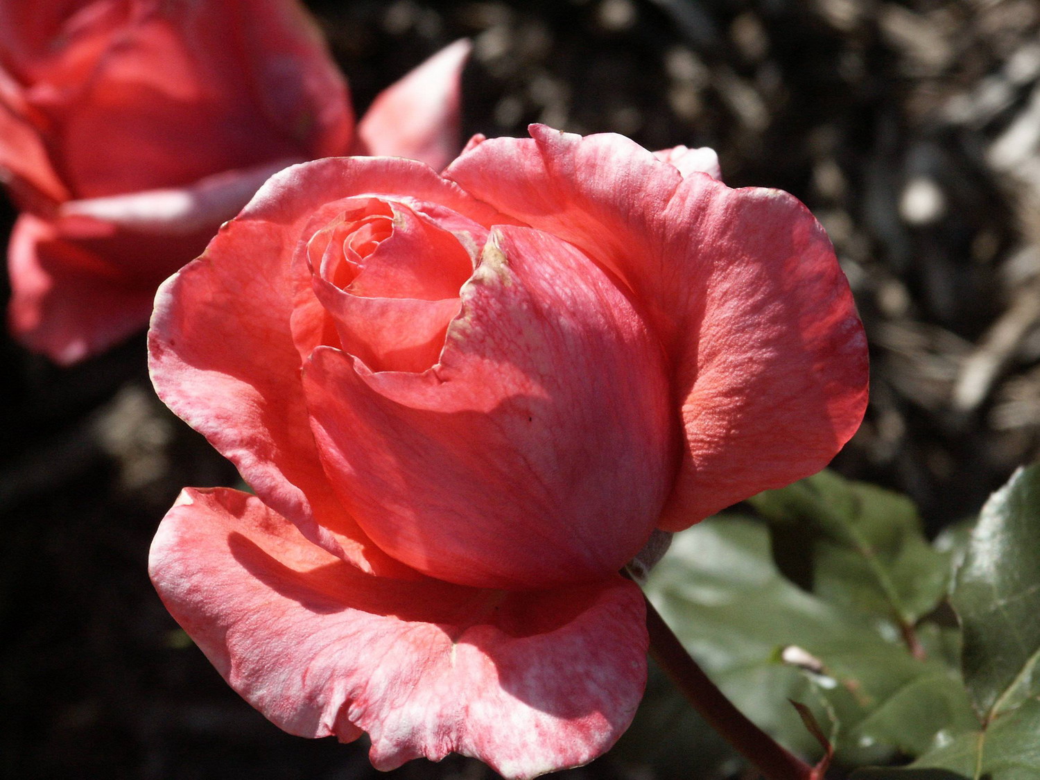 澳大利亚国立玫瑰园(national rose garden)