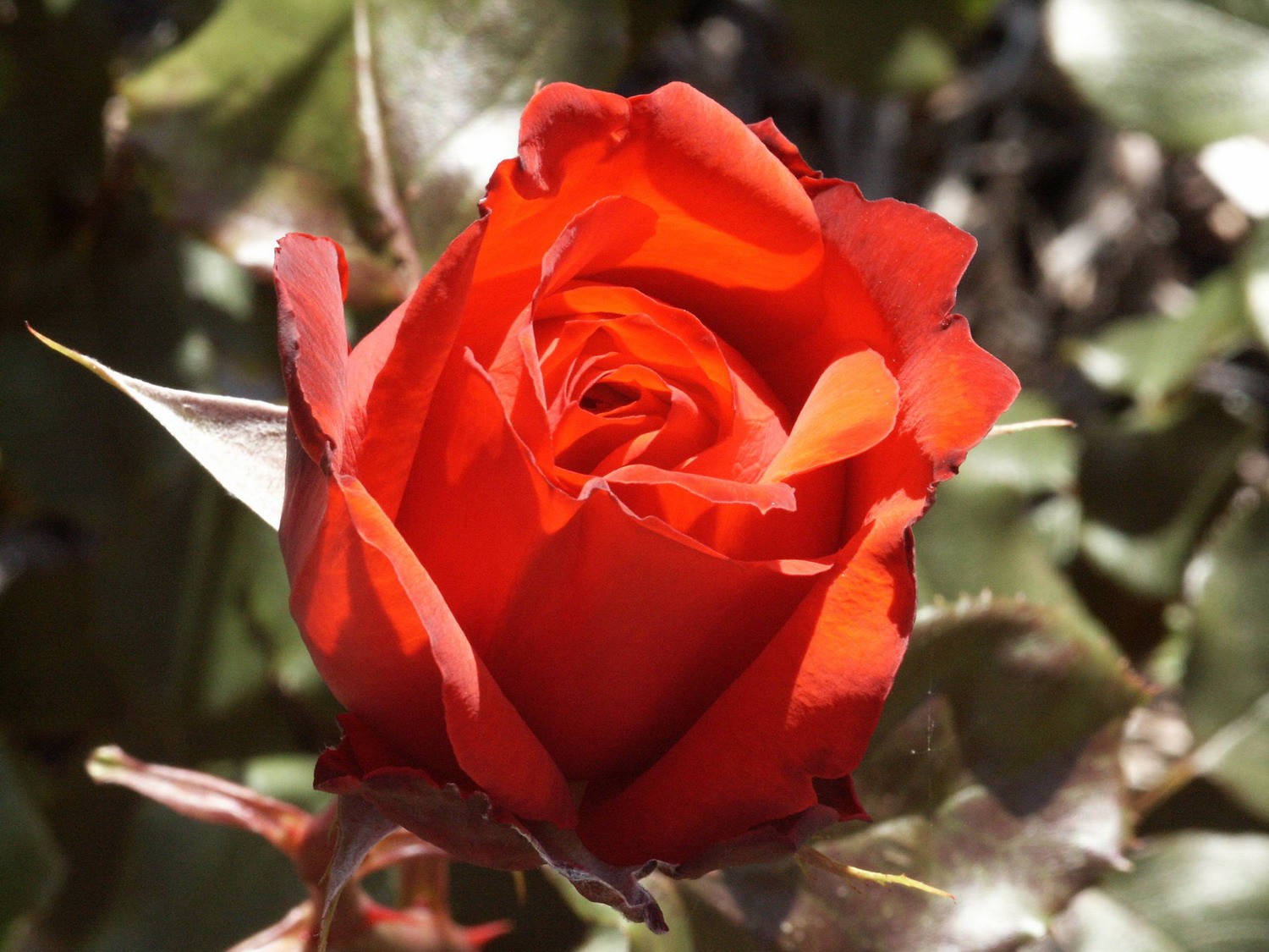 澳大利亚国立玫瑰园(national rose garden)