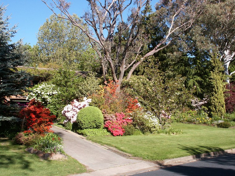 azeleas camelias