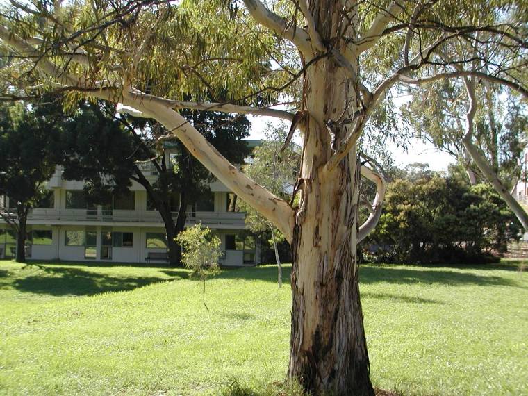 澳大利亚国立大学校园全景(australian national university)-澳大利亚国立大学校园全景(australian national university) 第45张图片