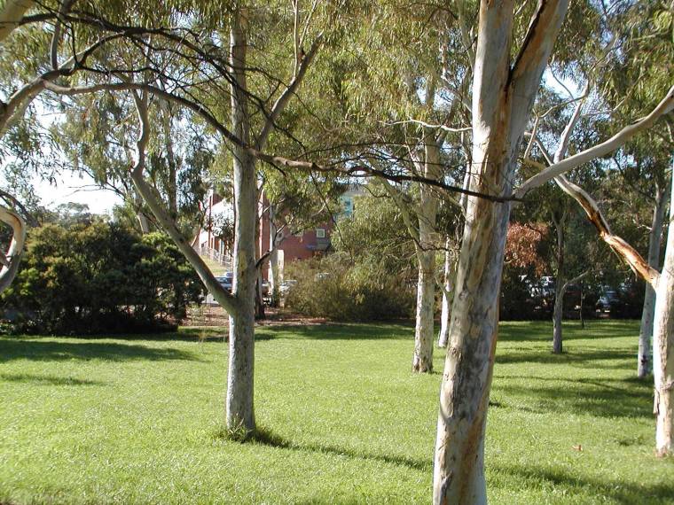 澳大利亚国立大学校园全景(australian national university)-澳大利亚国立大学校园全景(australian national university) 第46张图片