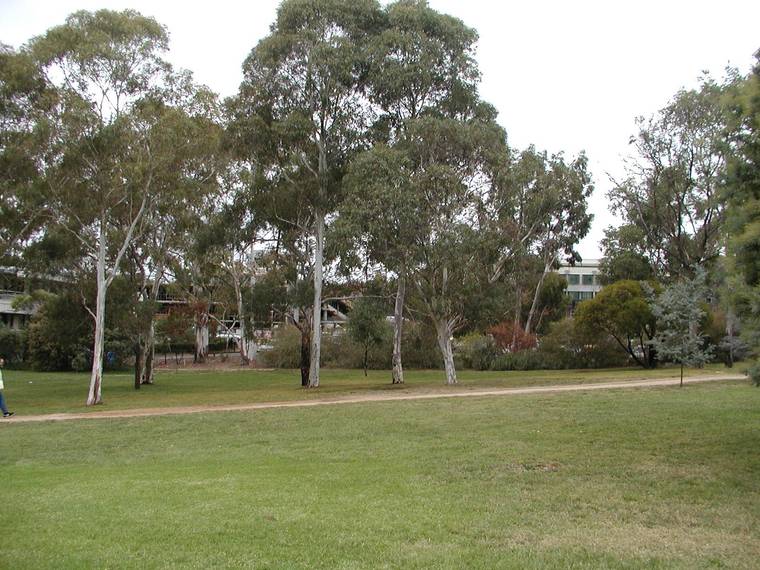 澳大利亚国立大学校园全景(australian national university)-澳大利亚国立大学校园全景(australian national university) 第95张图片