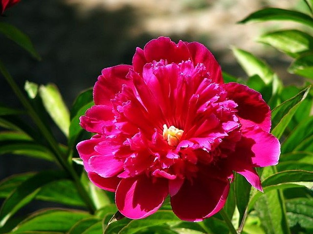 芍药