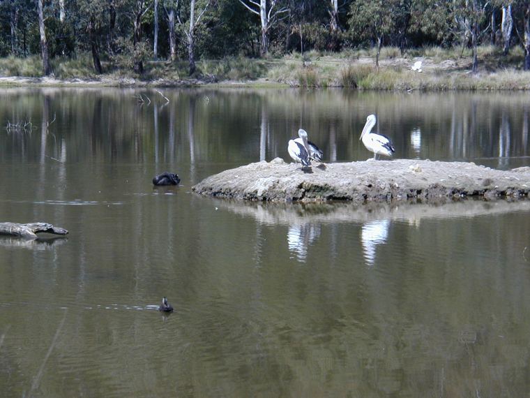 澳大利亚一鸟类乐园第45张图片