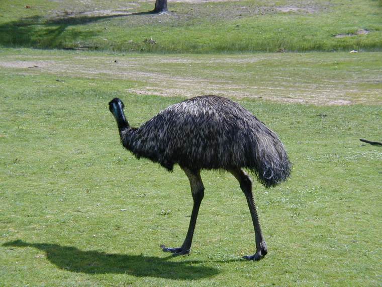 澳大利亚一鸟类乐园第54张图片