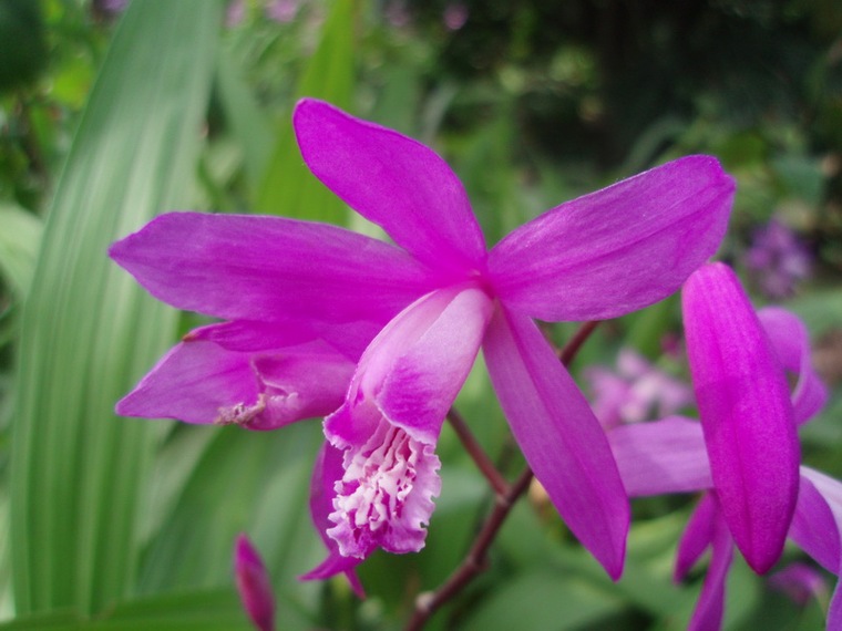 白芨