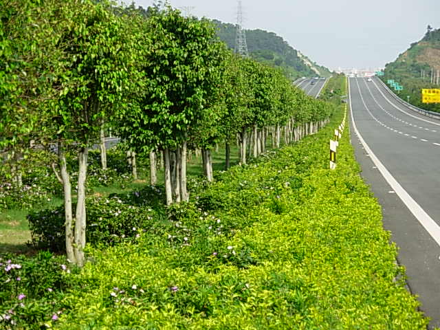 机场高速公路一期现有中分带景观绿化图片-道路案例-筑龙园林景观论坛