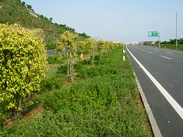 机场高速公路一期现有中分带景观绿化图片-道路案例-筑龙园林景观论坛