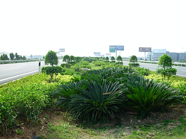 机场高速公路一期现有中分带景观绿化图片