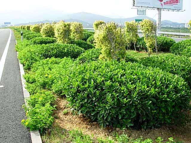 中分带景观绿化资料下载-机场高速公路一期现有中分带景观绿化图片