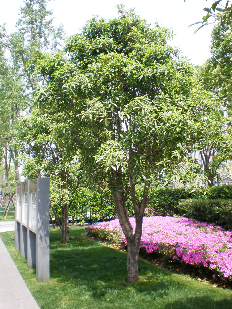 桂花-静安雕塑公园第22张图片