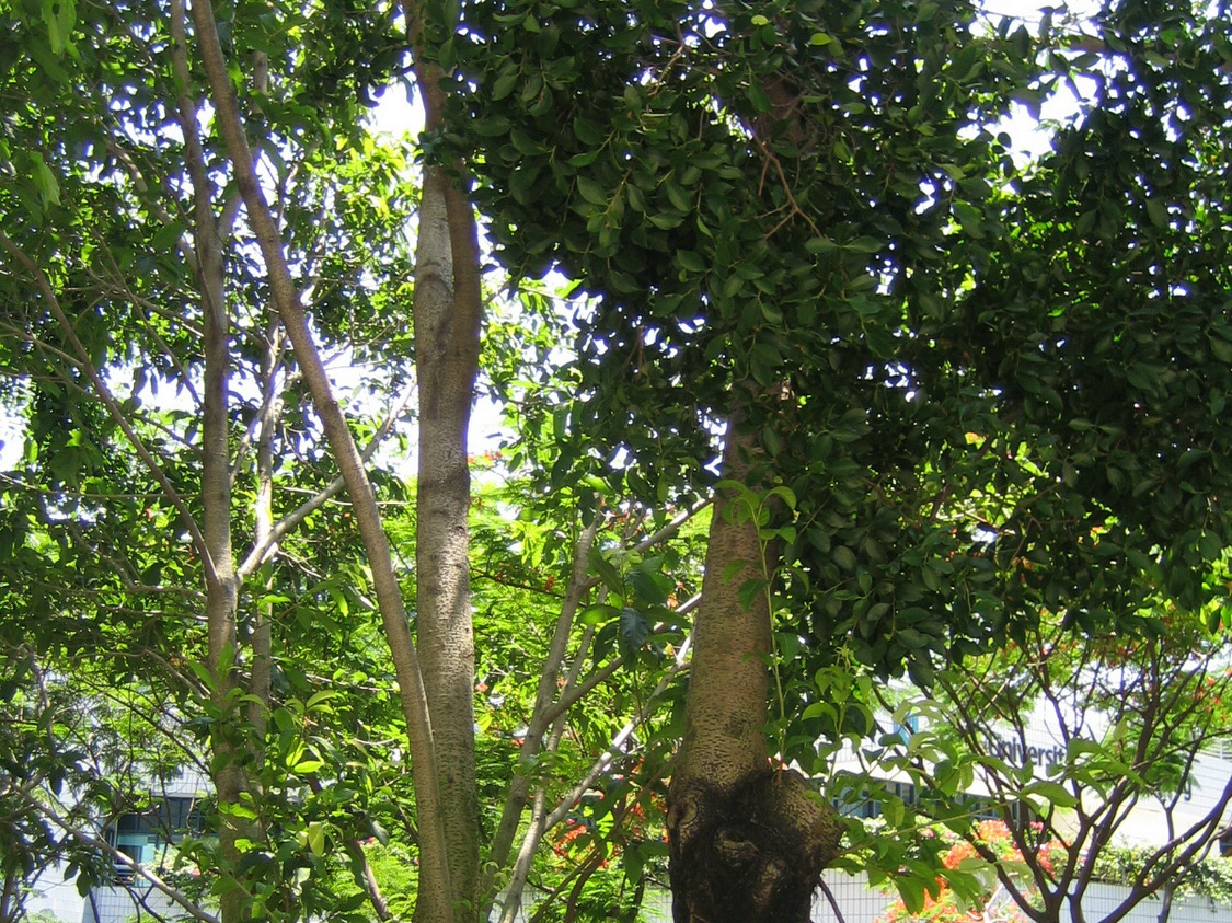 大叶榕-景观植物案例-筑龙园林景观论坛