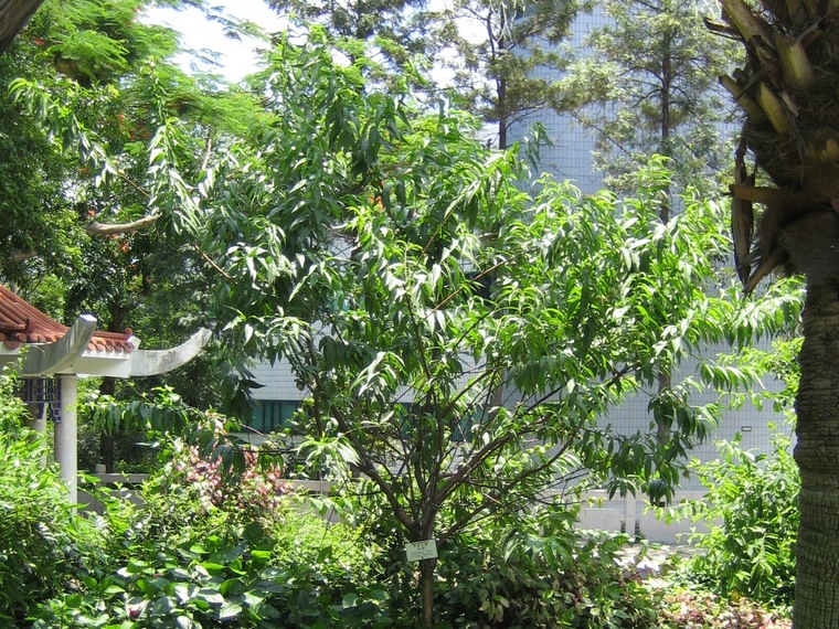 康盛之树桃树