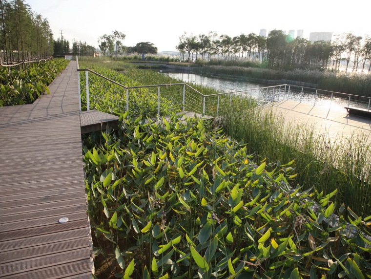伊宁市后滩湿地公园资料下载-2010ASLA专业奖——上海世博后滩公园