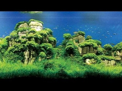 日本水族馆资料下载-水下园艺：2009年世界最好的水族馆