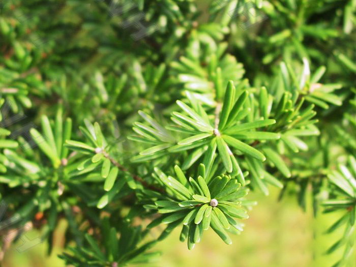 油杉-景观植物案例-筑龙园林景观论坛