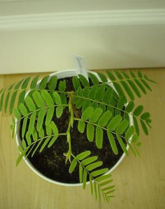 酸角树幼苗图片