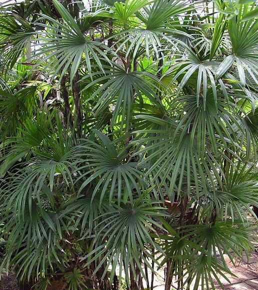 棕竹-景观植物案例-筑龙园林景观论坛