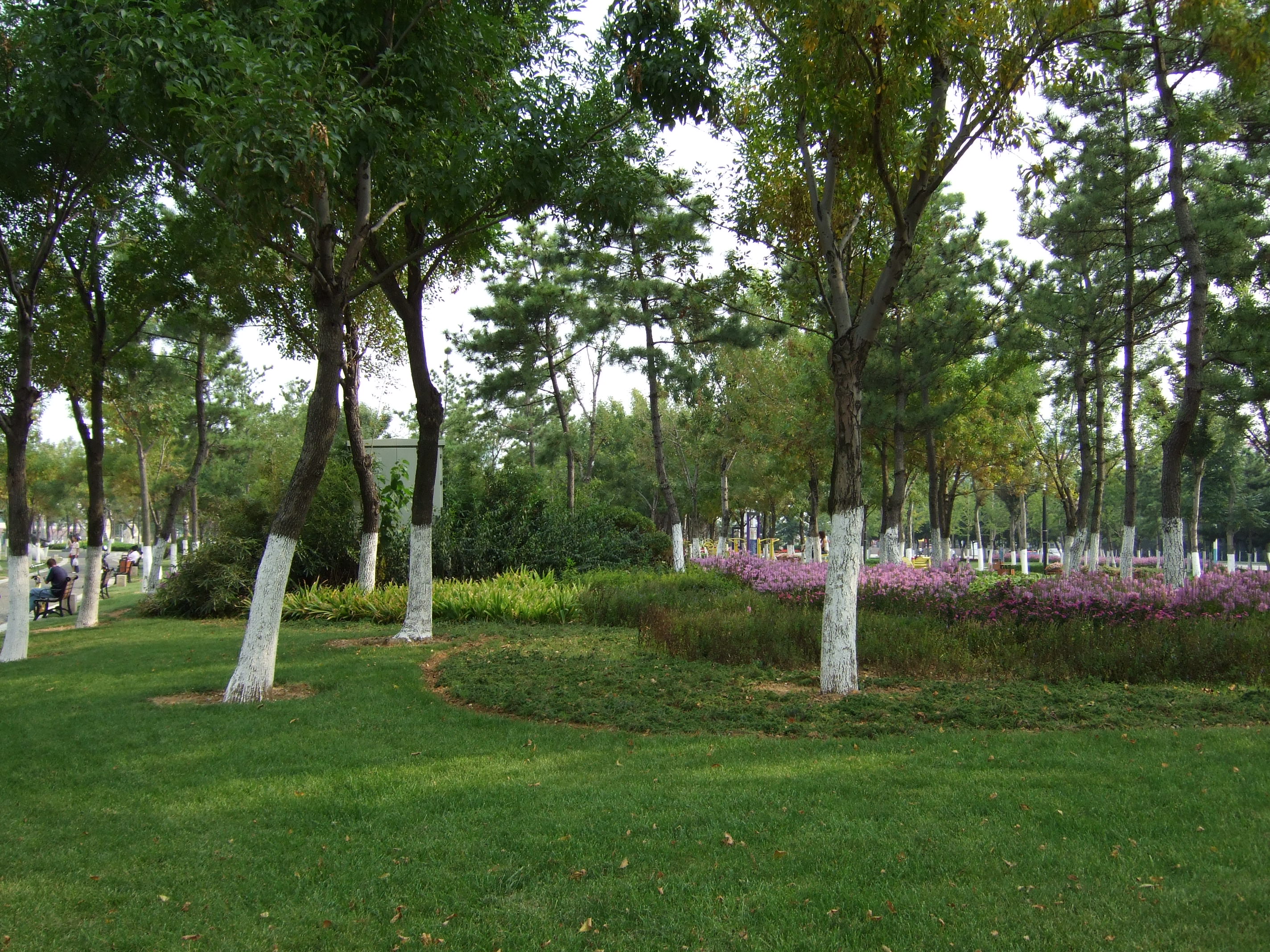 林下的景致-威海滨海绿地的宿根花卉第17张图片