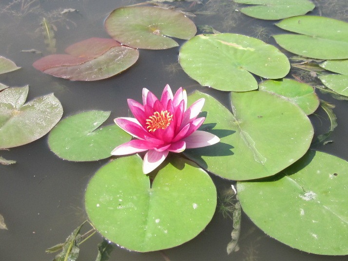 花叶红香水莲