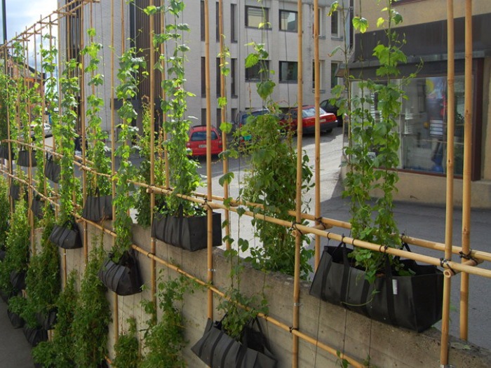 爬满绿色植物的拱架资料下载-绿色植物墙壁