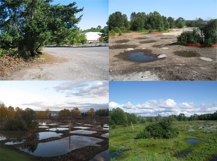 Magnuson公园湿地重建第7张图片