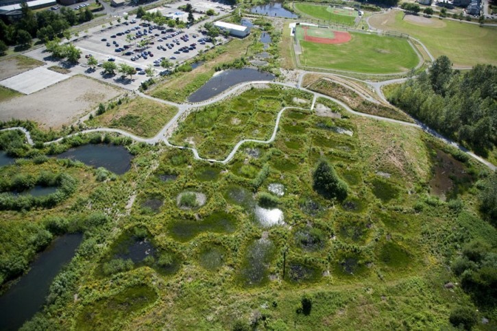 Magnuson公园湿地重建第8张图片