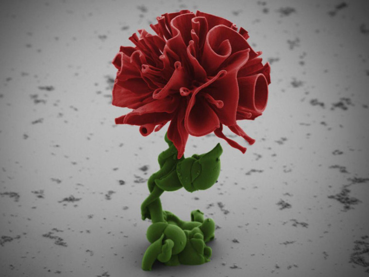 鲜花模型资料下载-显微镜下晶体鲜花