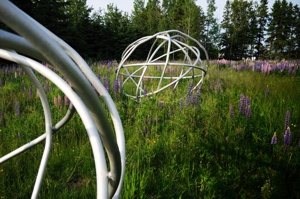 the itinerant pods form a grazing herd that is gathering in the