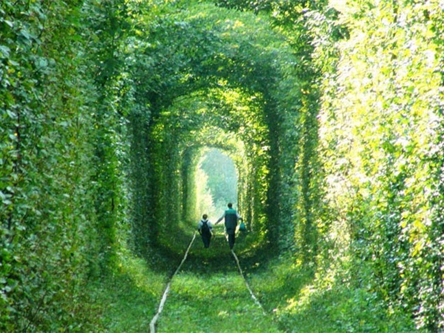 道路绿化常用植物资料下载-植物组成爱的隧道