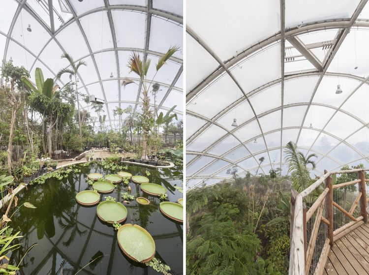 丹麦奥胡斯植物园新温室房内部植-丹麦奥胡斯植物园新温室房第11张图片