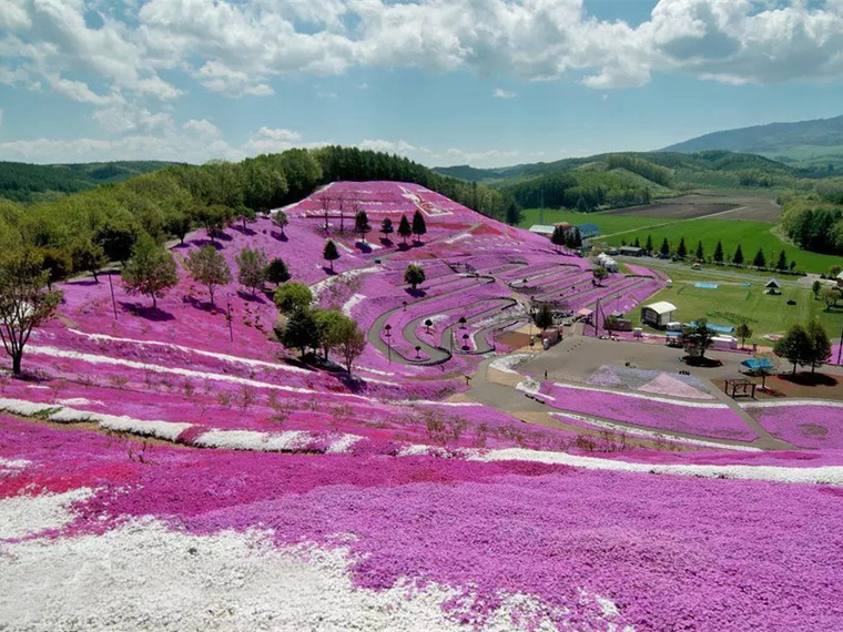 日本北海道芝樱公园