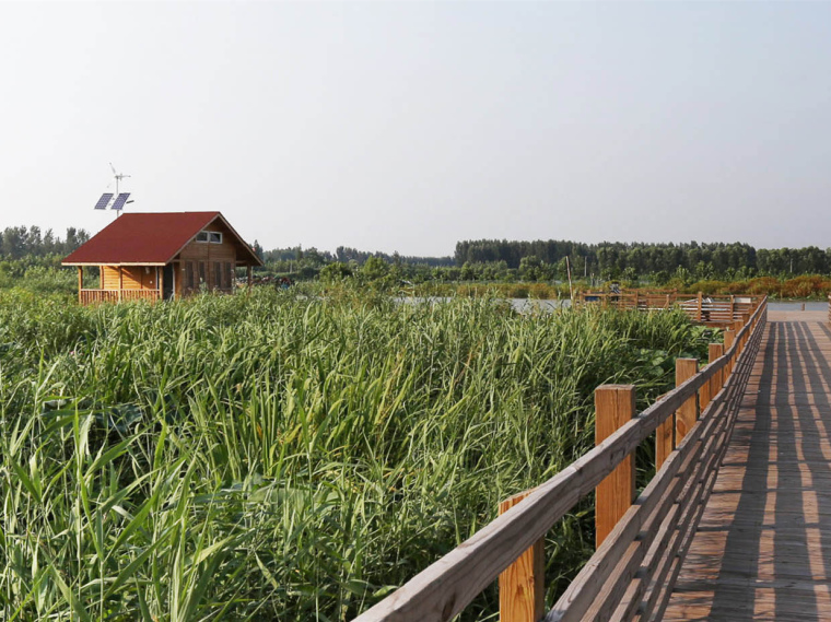 湿地公园生态典范资料下载-山东微山湿地公园