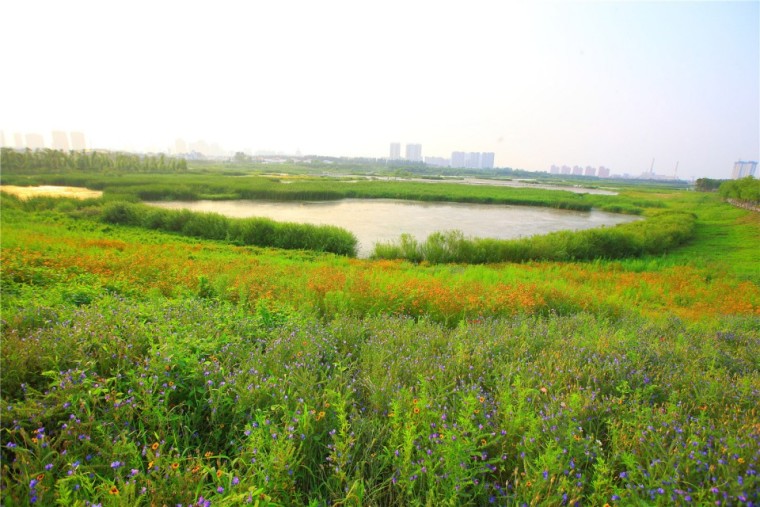 哈尔滨文化中心湿地公园外部实景-哈尔滨文化中心湿地公园第6张图片
