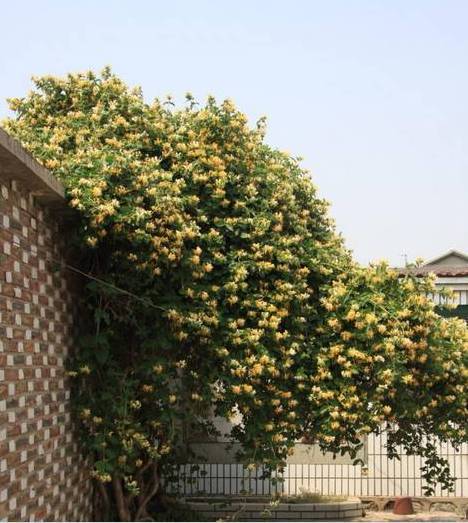 花开一面墙，花落一路香，一棵爬藤植物的花海_27