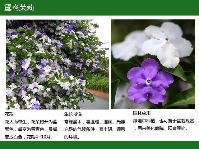 全国七大片区，常用开花植物集锦（上）_22